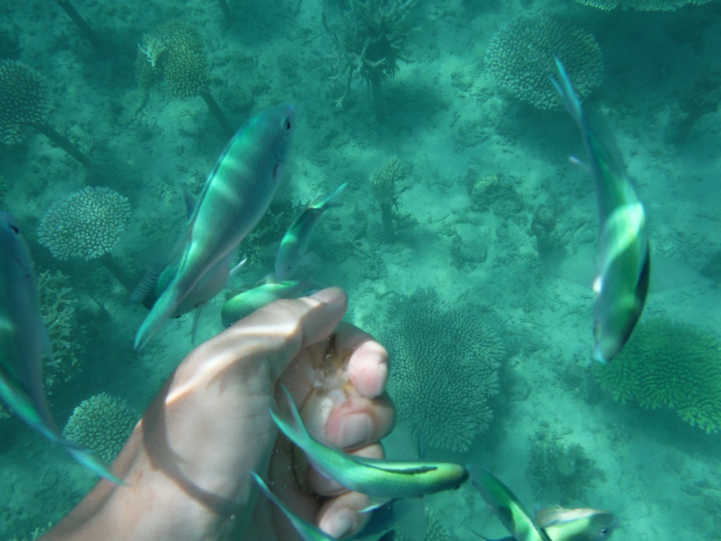 DSCF3099