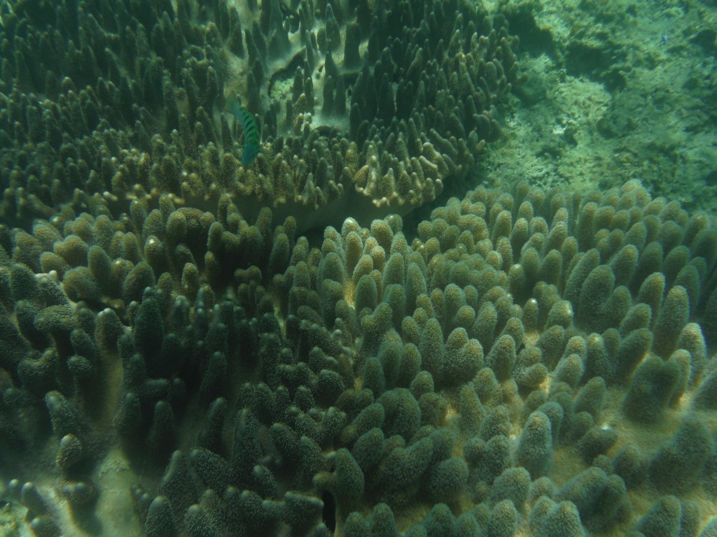 DSCF3131