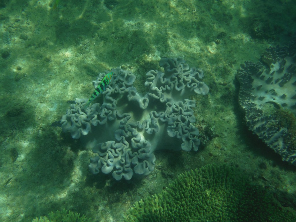 DSCF3137