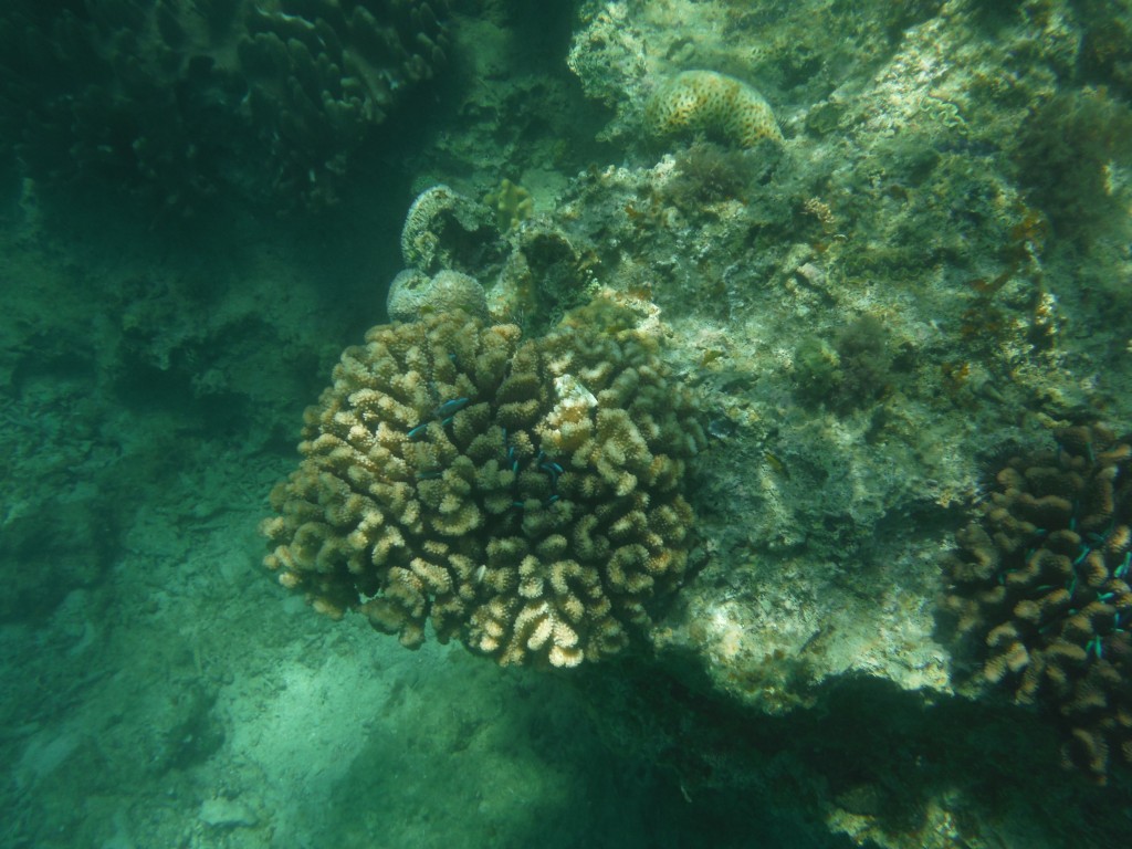 DSCF3147