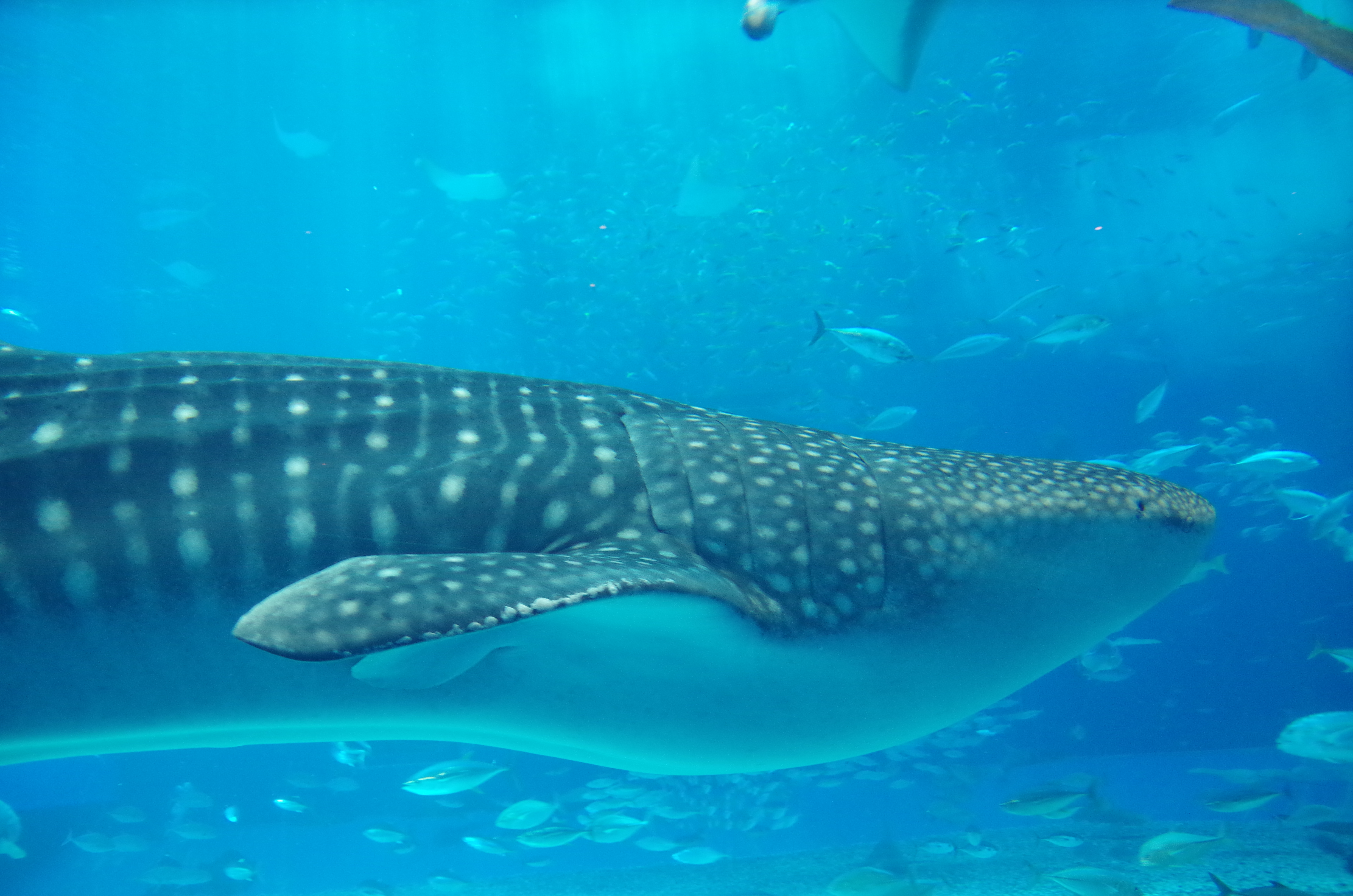 【沖縄旅行記】S1 EP12 沖縄美ら海水族館