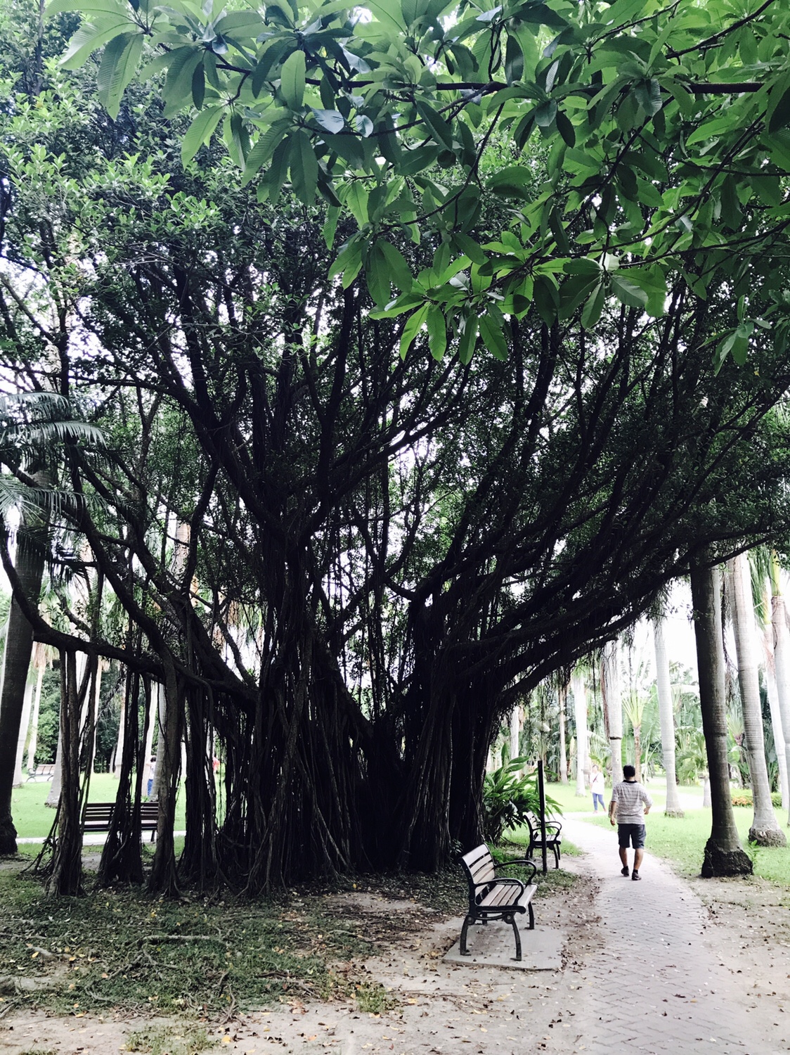 【台北】おすすめスポット ‬ 大安森林公園に棲む生物