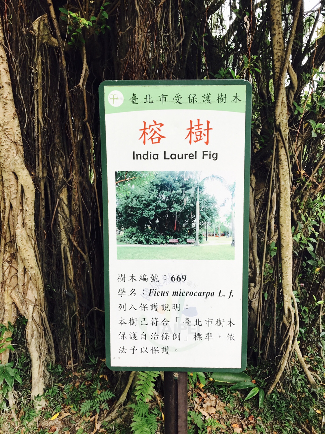 【台北】おすすめスポット ‬ 大安森林公園に棲む生物