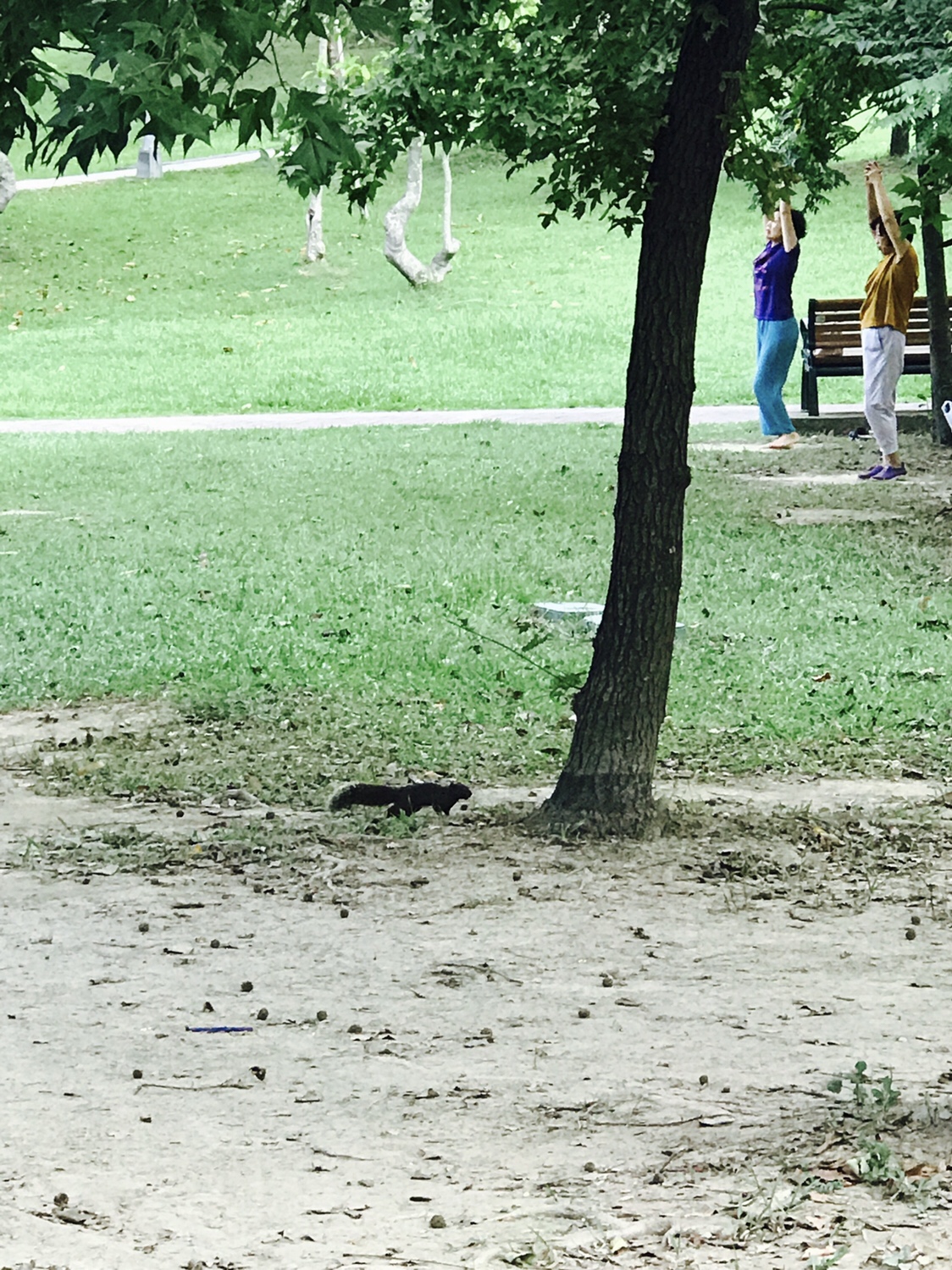 【台北】おすすめスポット ‬ 大安森林公園に棲む生物
