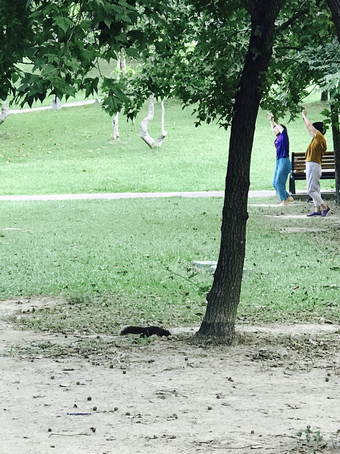 【台北】おすすめスポット ‬ 大安森林公園に棲む生物