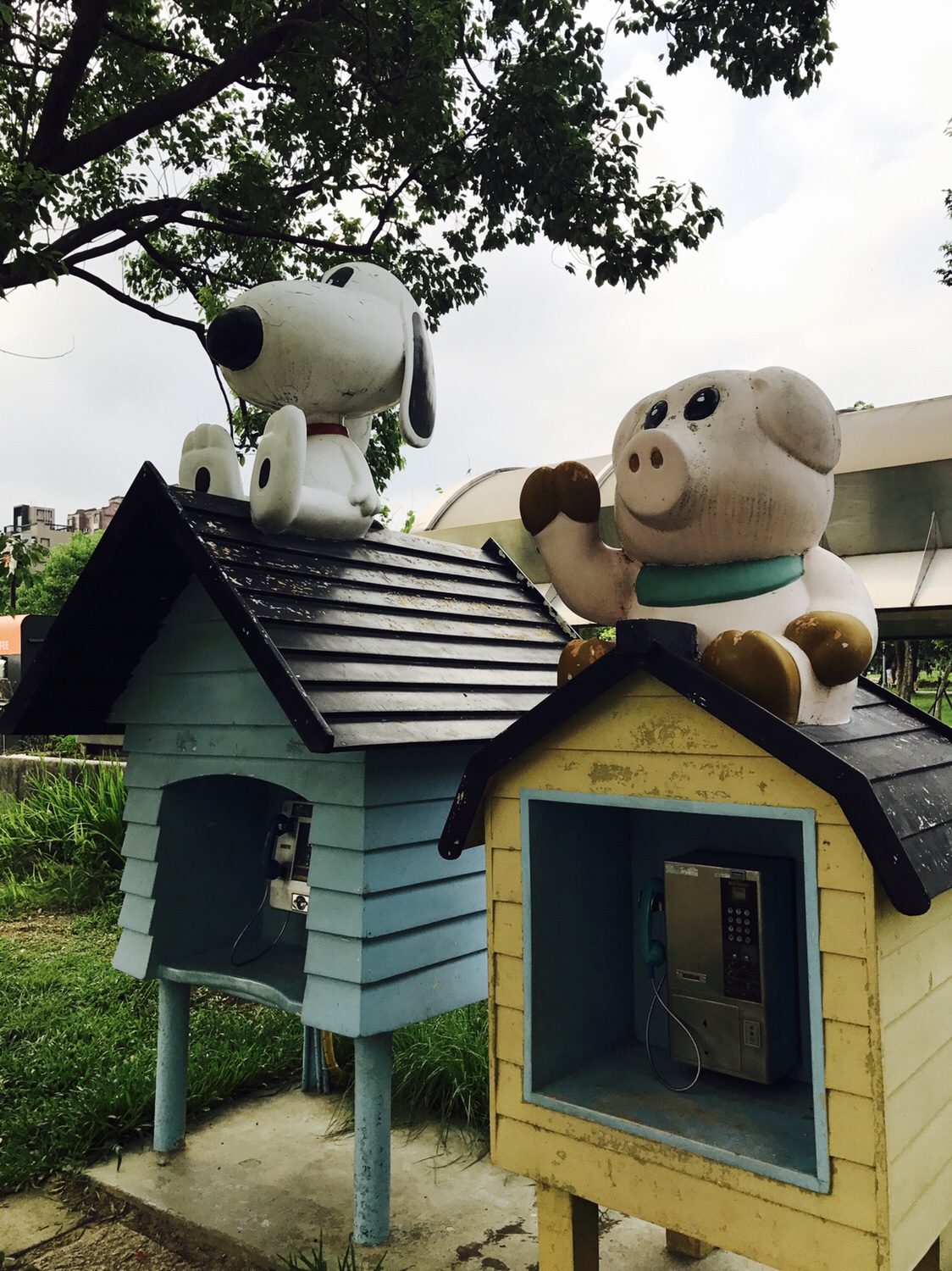 【台北】おすすめスポット ‬ 大安森林公園に棲む生物