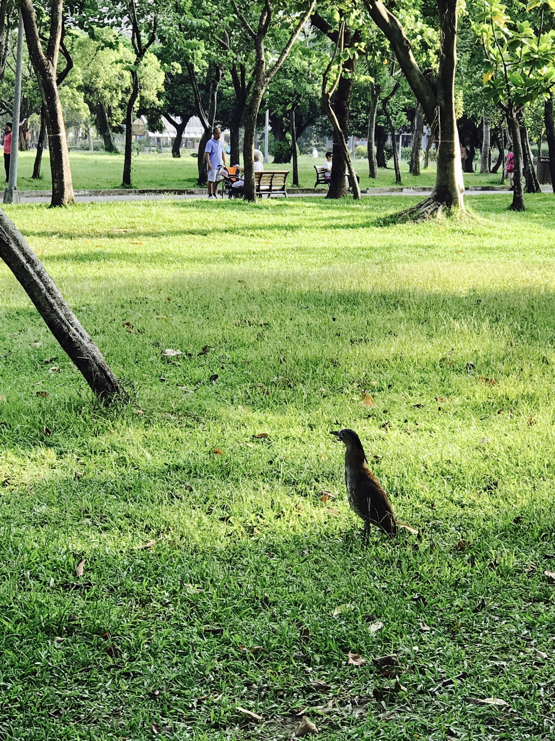 【台北】おすすめスポット ‬ 大安森林公園に棲む生物