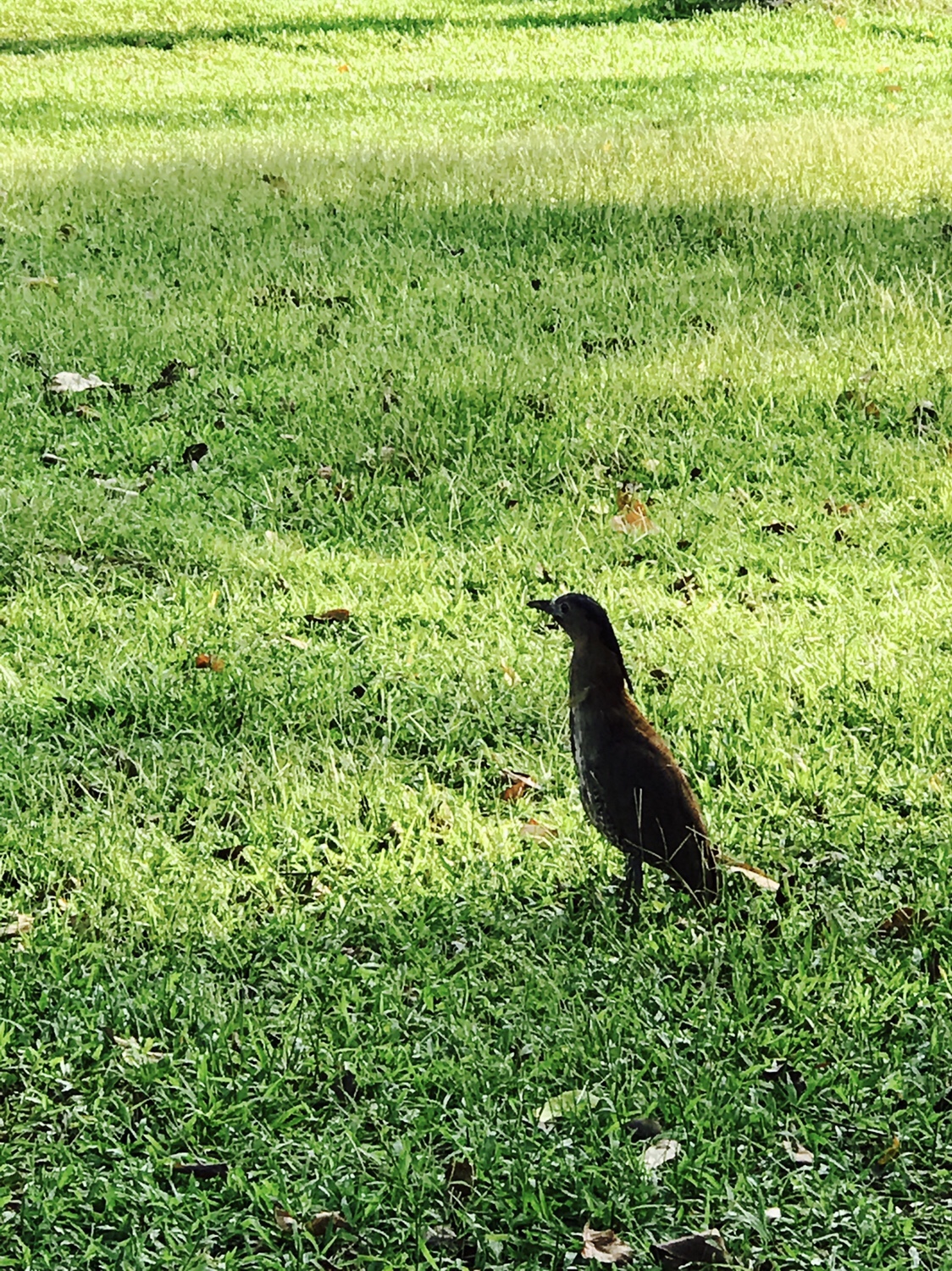 【台北】おすすめスポット ‬ 大安森林公園に棲む生物