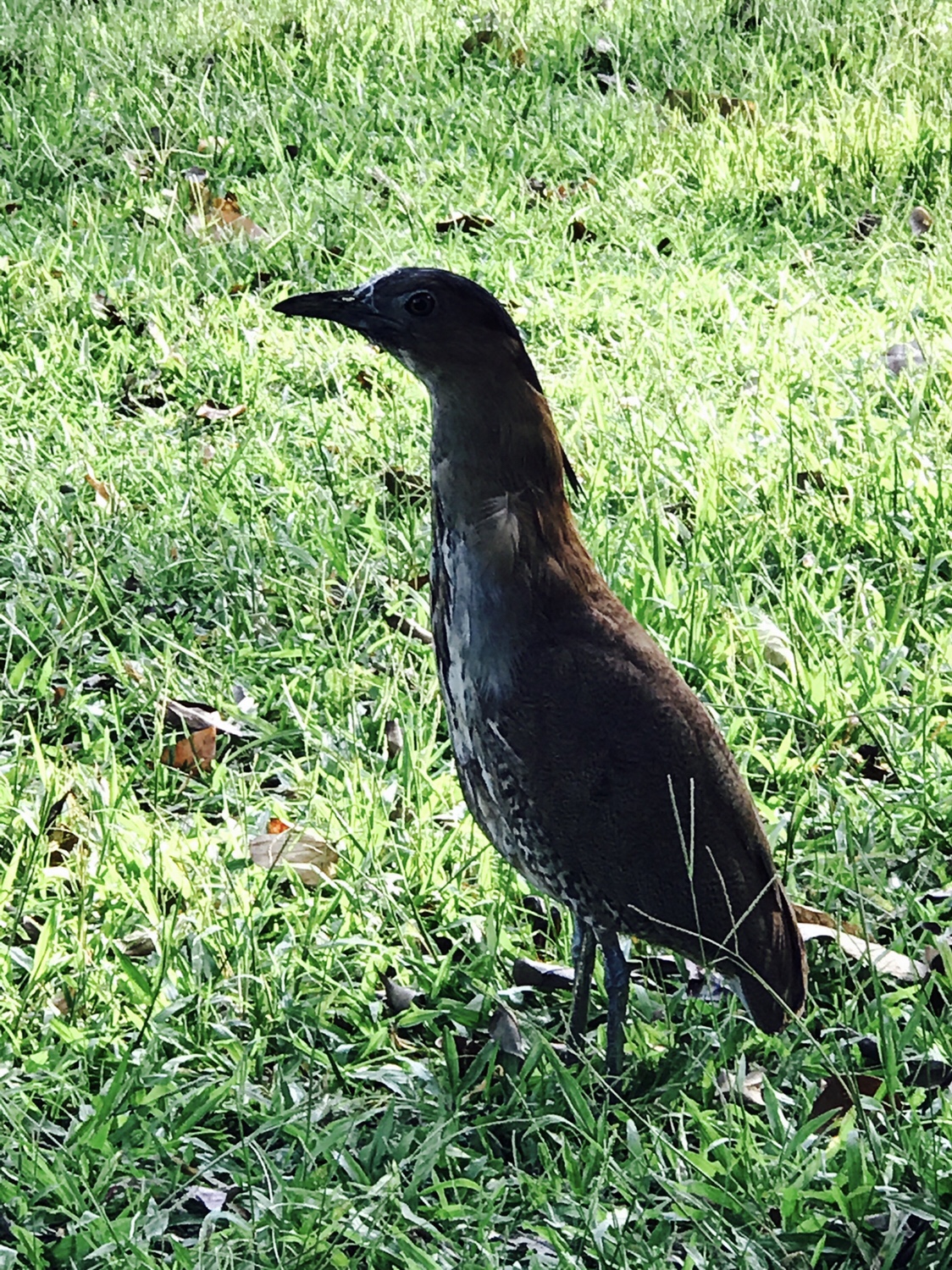 【台北】おすすめスポット ‬ 大安森林公園に棲む生物