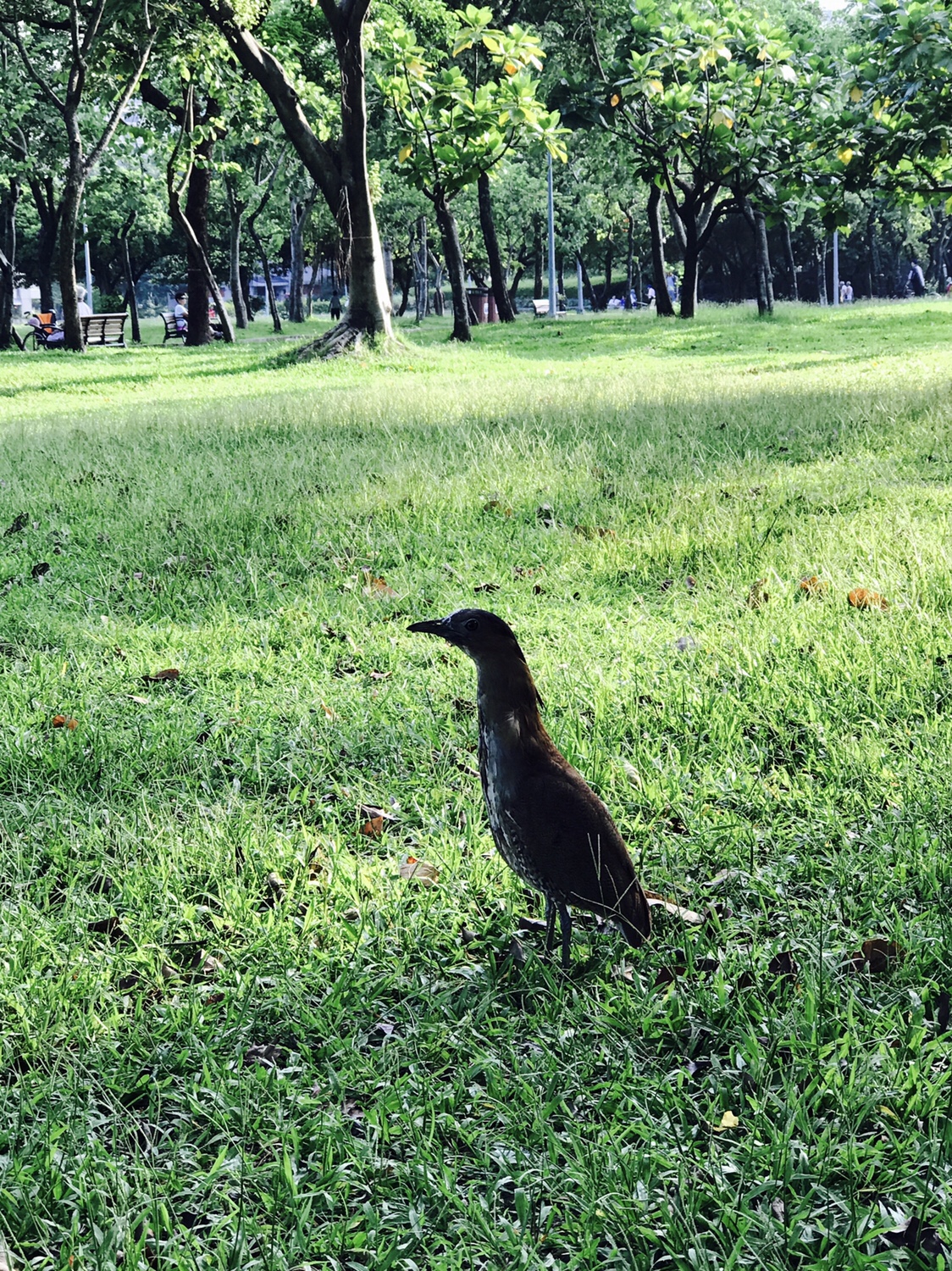 【台北】おすすめスポット ‬ 大安森林公園に棲む生物