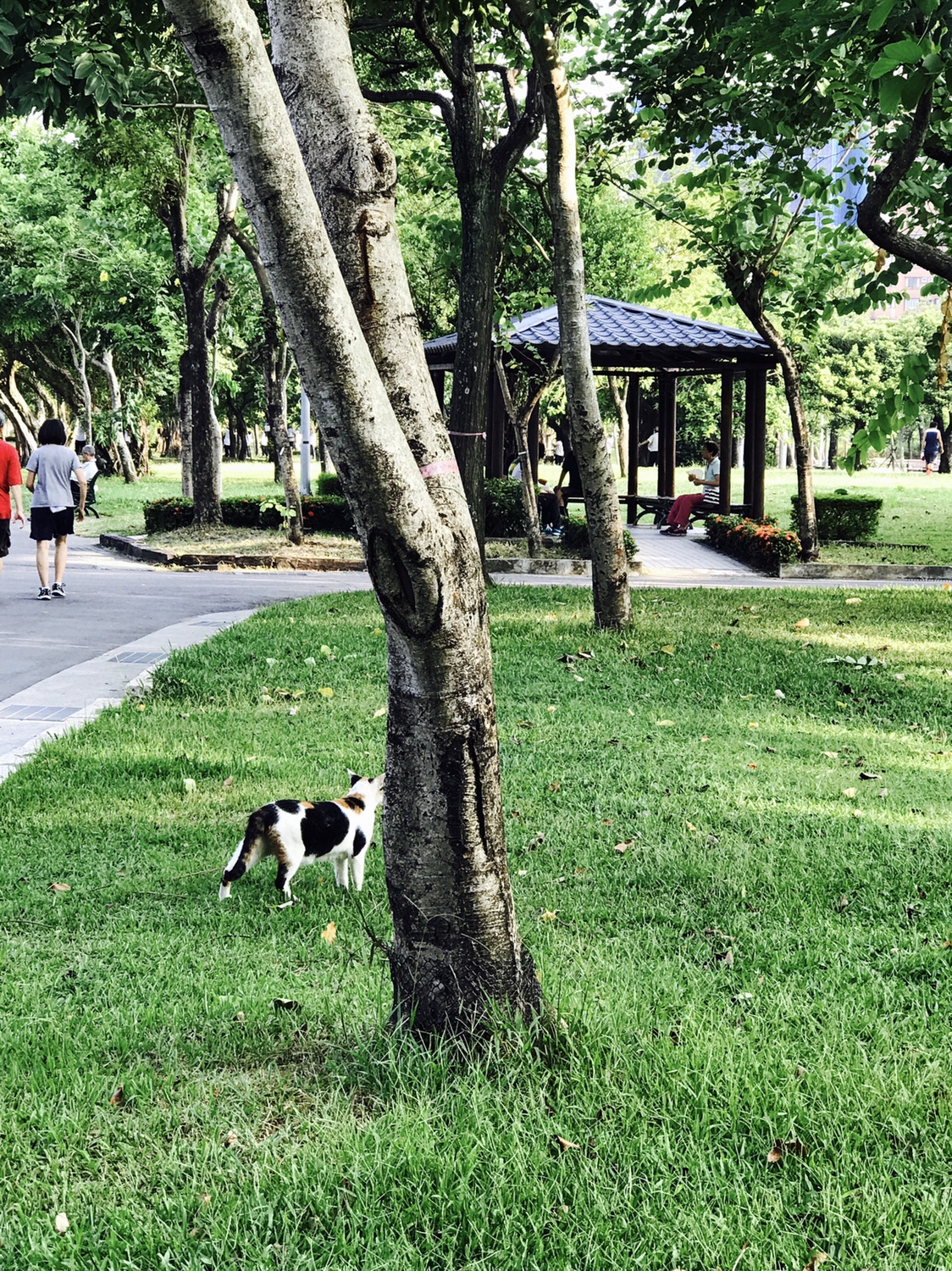 【台北】おすすめスポット ‬ 大安森林公園に棲む生物