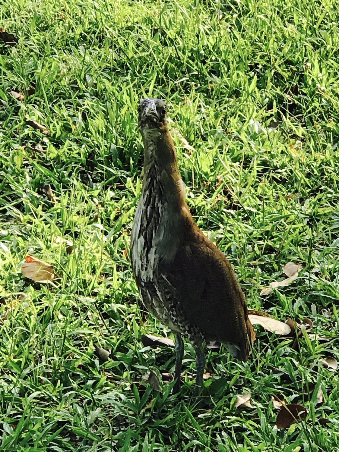 【台北】おすすめスポット ‬ 大安森林公園に棲む生物