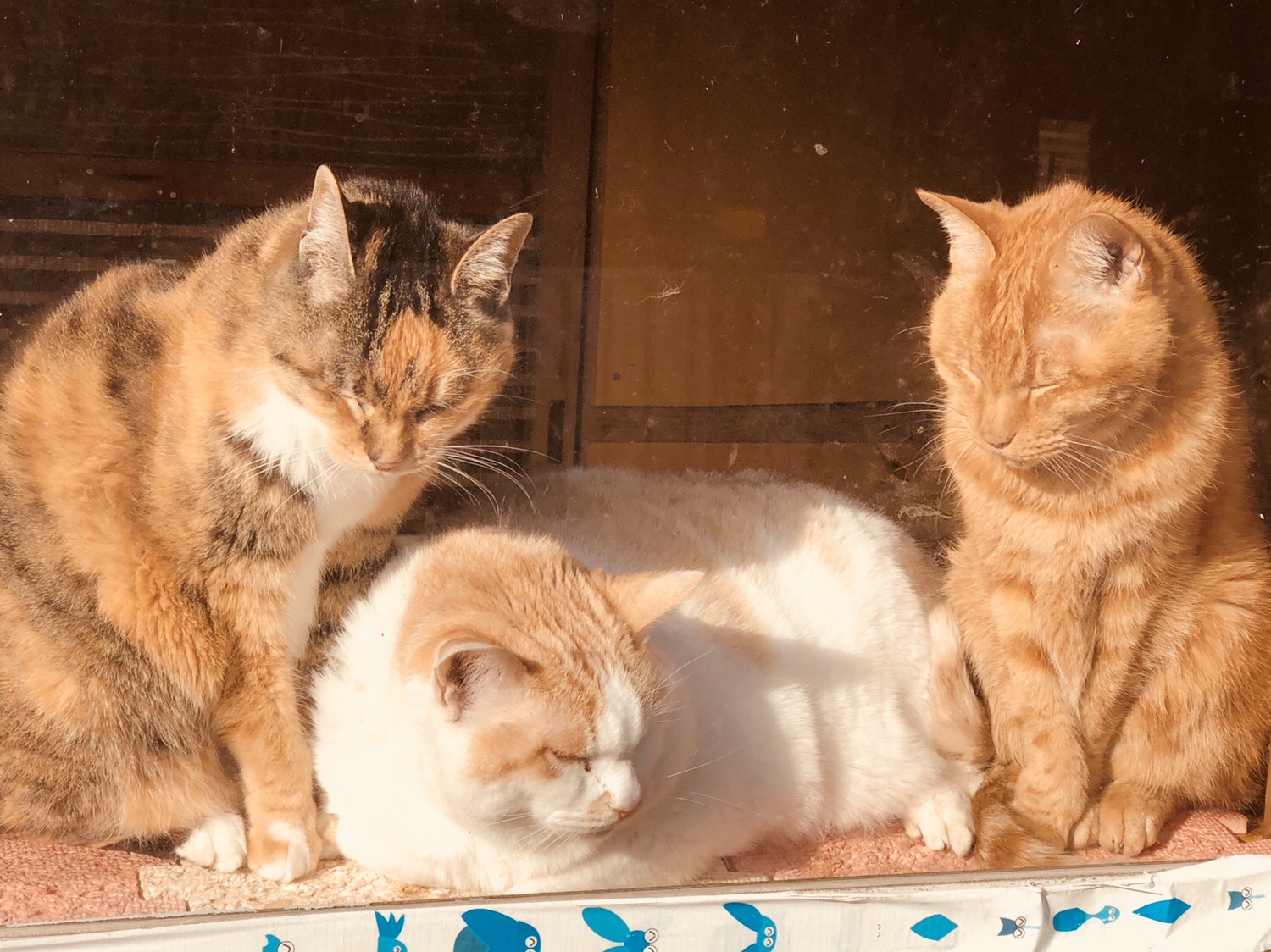 奈良之旅 金魚の町大和郡山の「ねこまど」って知ってる？
