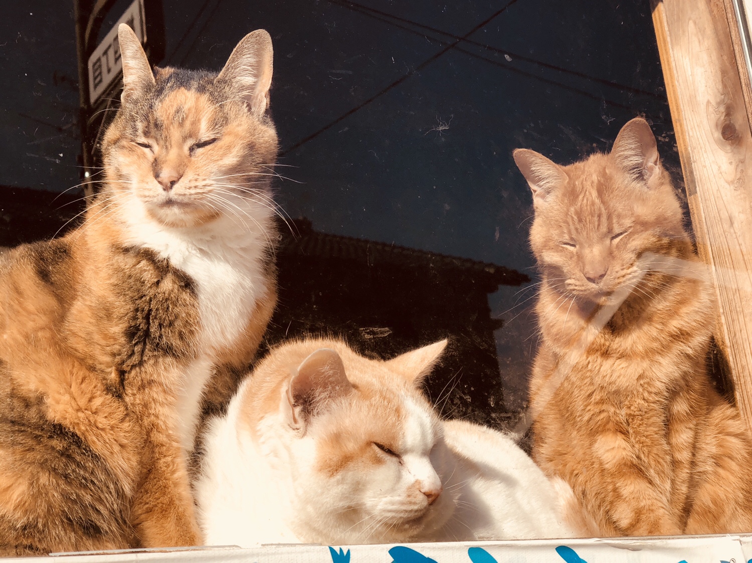奈良之旅 金魚の町大和郡山の「ねこまど」って知ってる？