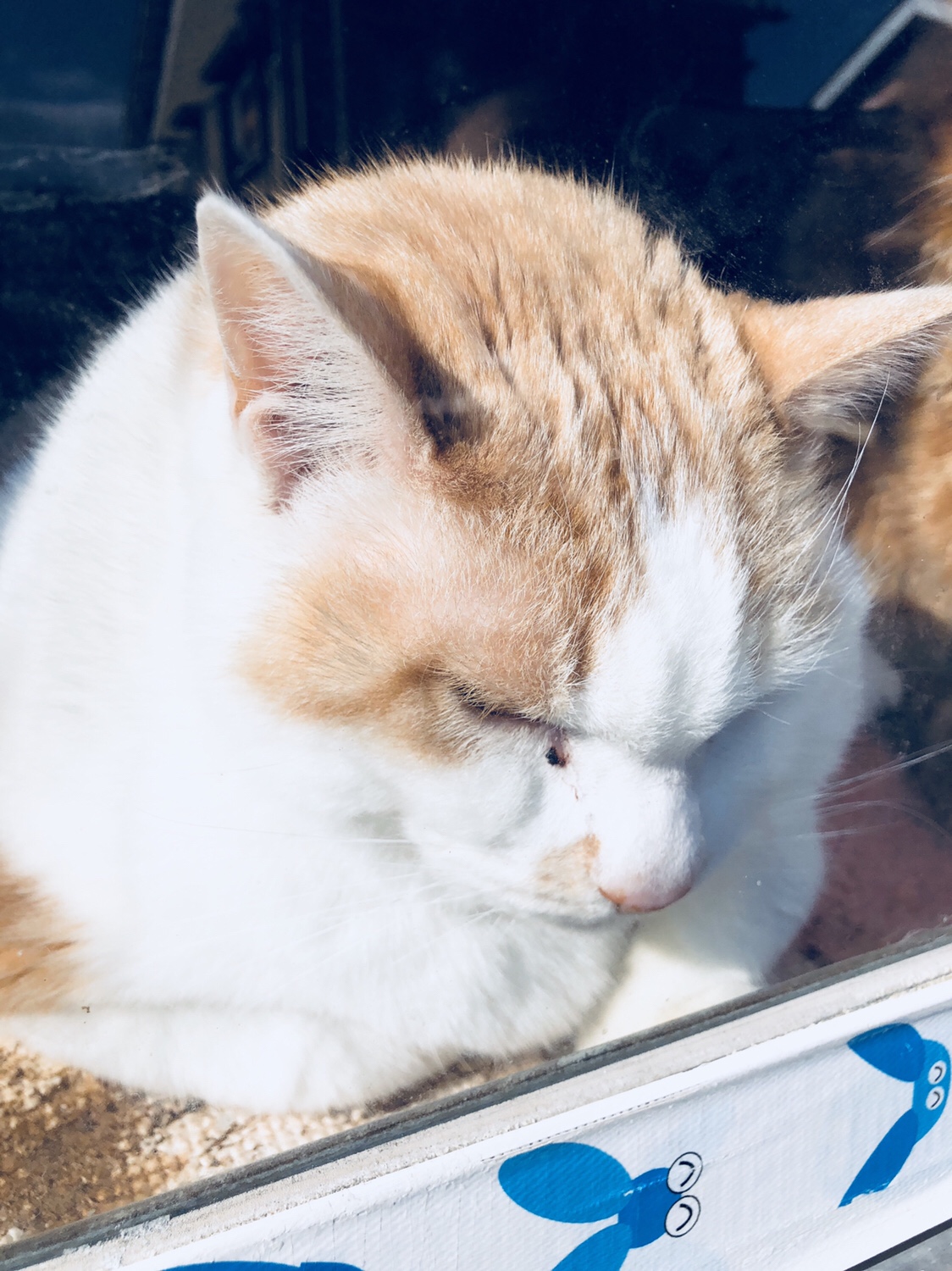奈良之旅 金魚の町大和郡山の「ねこまど」って知ってる？
