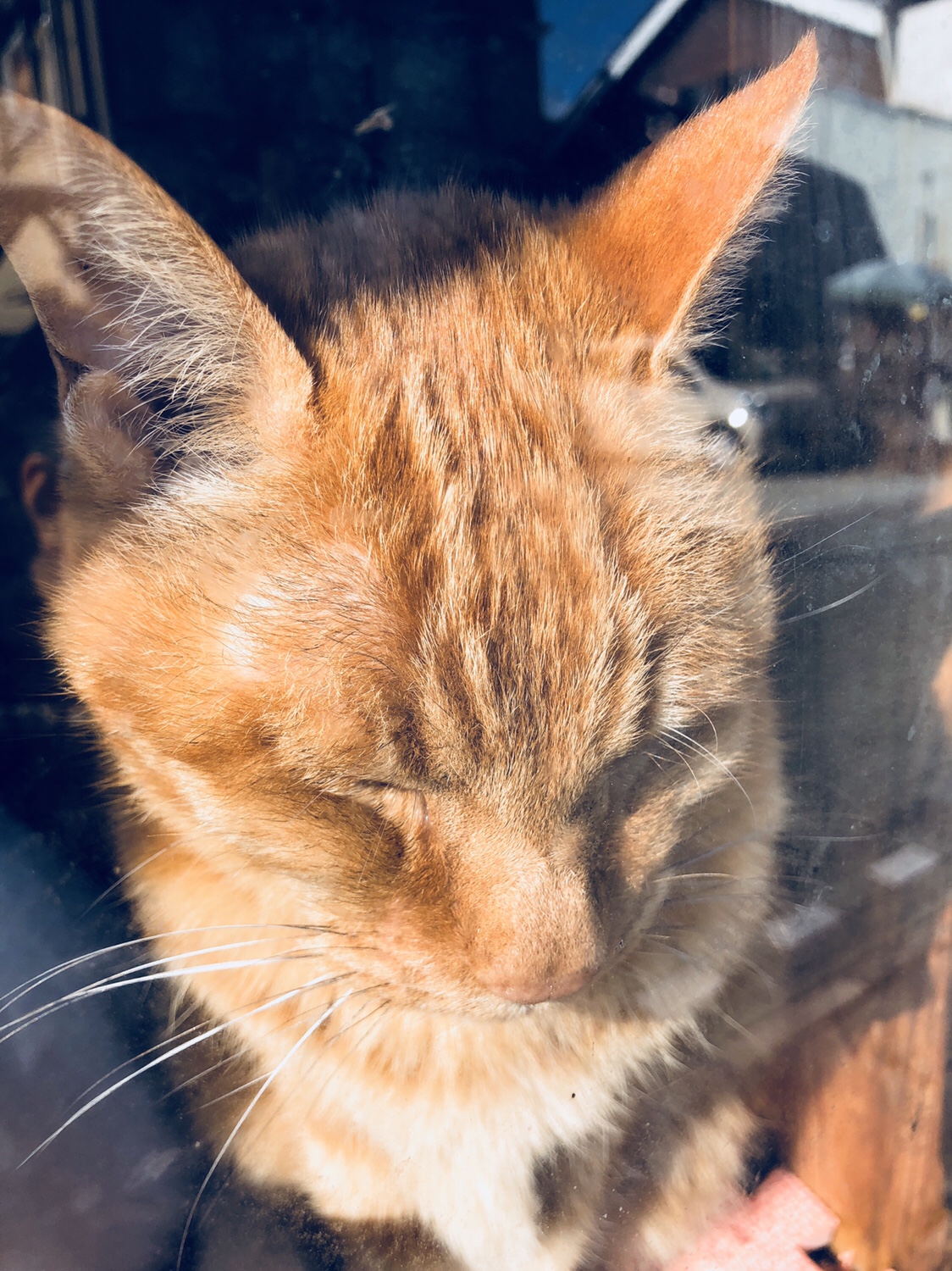 奈良之旅 金魚の町大和郡山の「ねこまど」って知ってる？