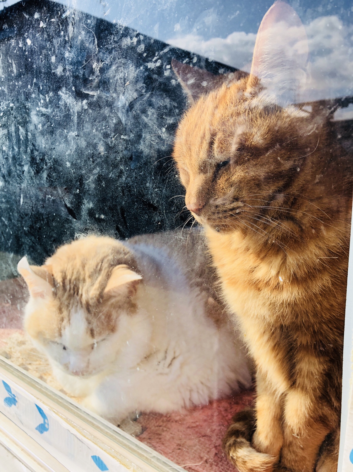 奈良之旅 金魚の町大和郡山の「ねこまど」って知ってる？