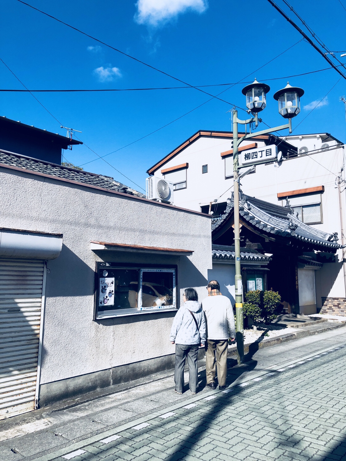 奈良之旅 金魚の町大和郡山の「ねこまど」って知ってる？