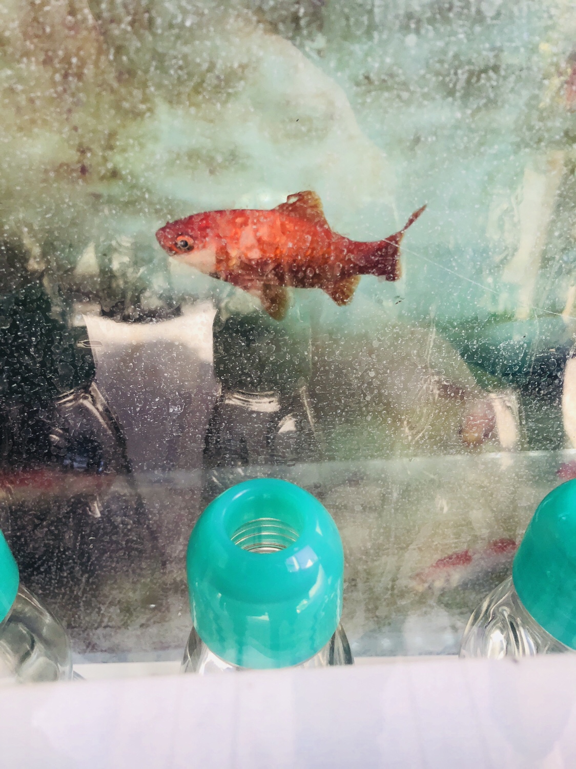 奈良之旅 金魚の町大和郡山の「ねこまど」って知ってる？