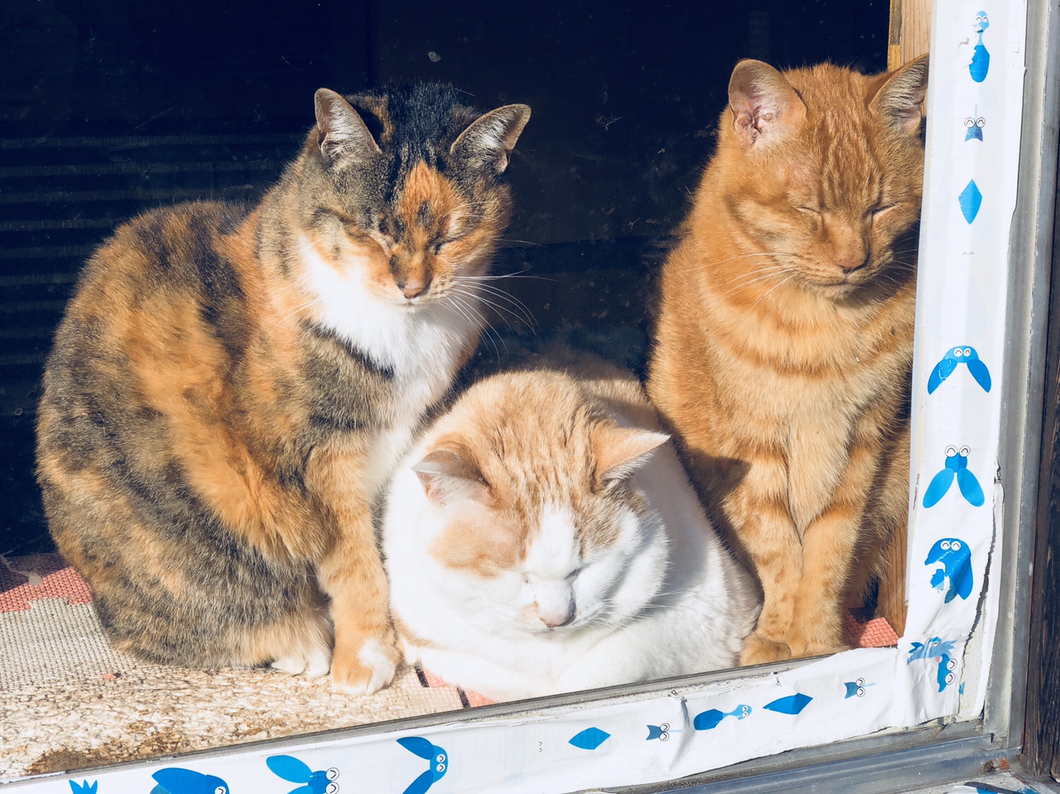 奈良之旅 金魚の町大和郡山の「ねこまど」って知ってる？