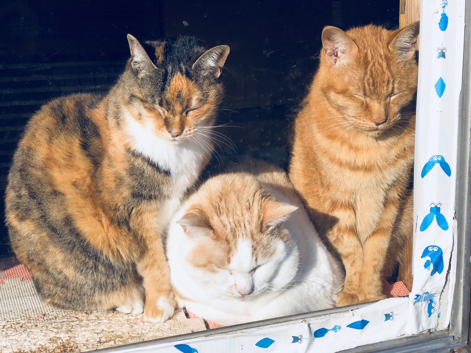 奈良之旅 金魚の町大和郡山の「ねこまど」って知ってる？