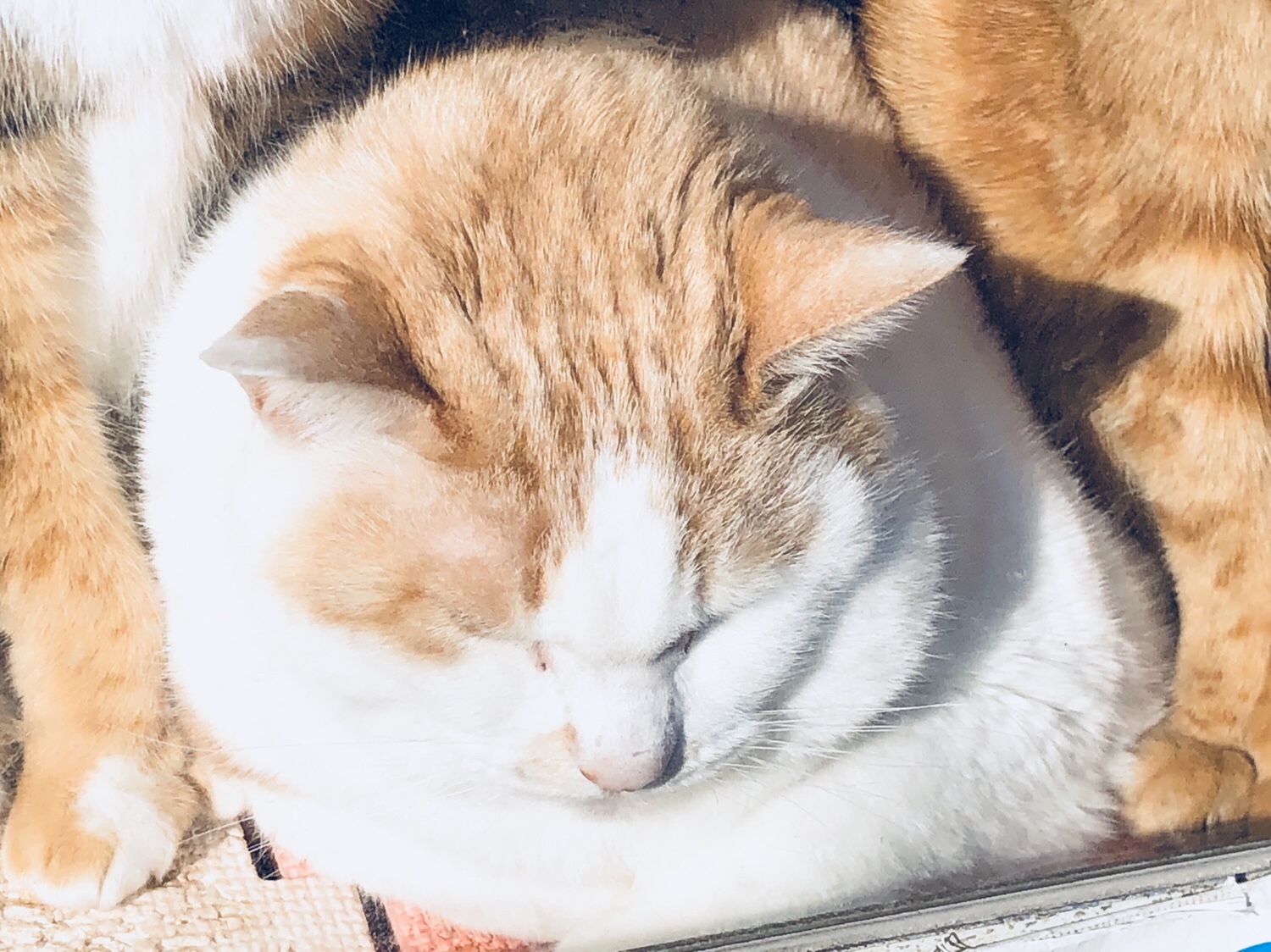 奈良之旅 金魚の町大和郡山の「ねこまど」って知ってる？