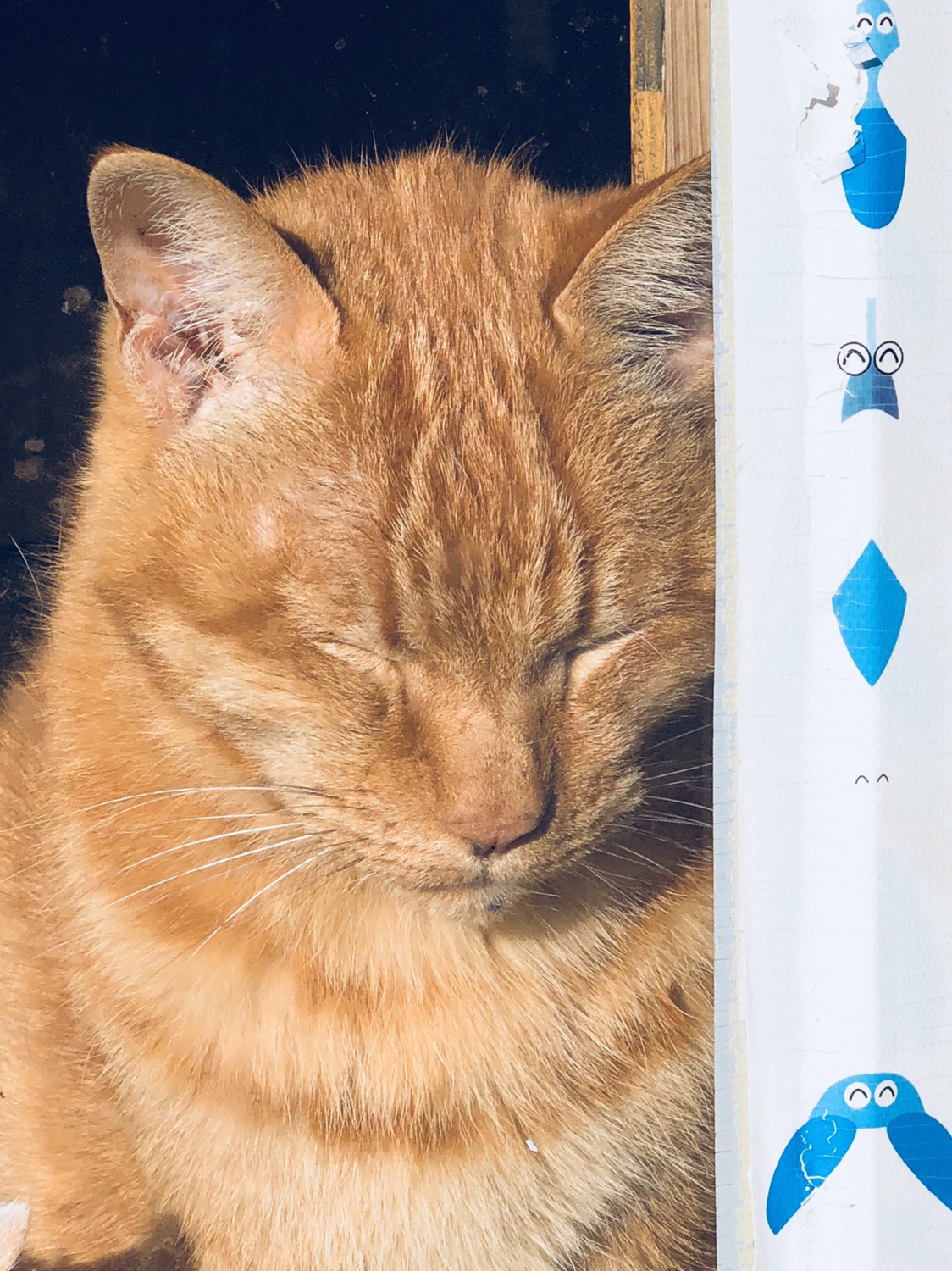 奈良之旅 金魚の町大和郡山の「ねこまど」って知ってる？