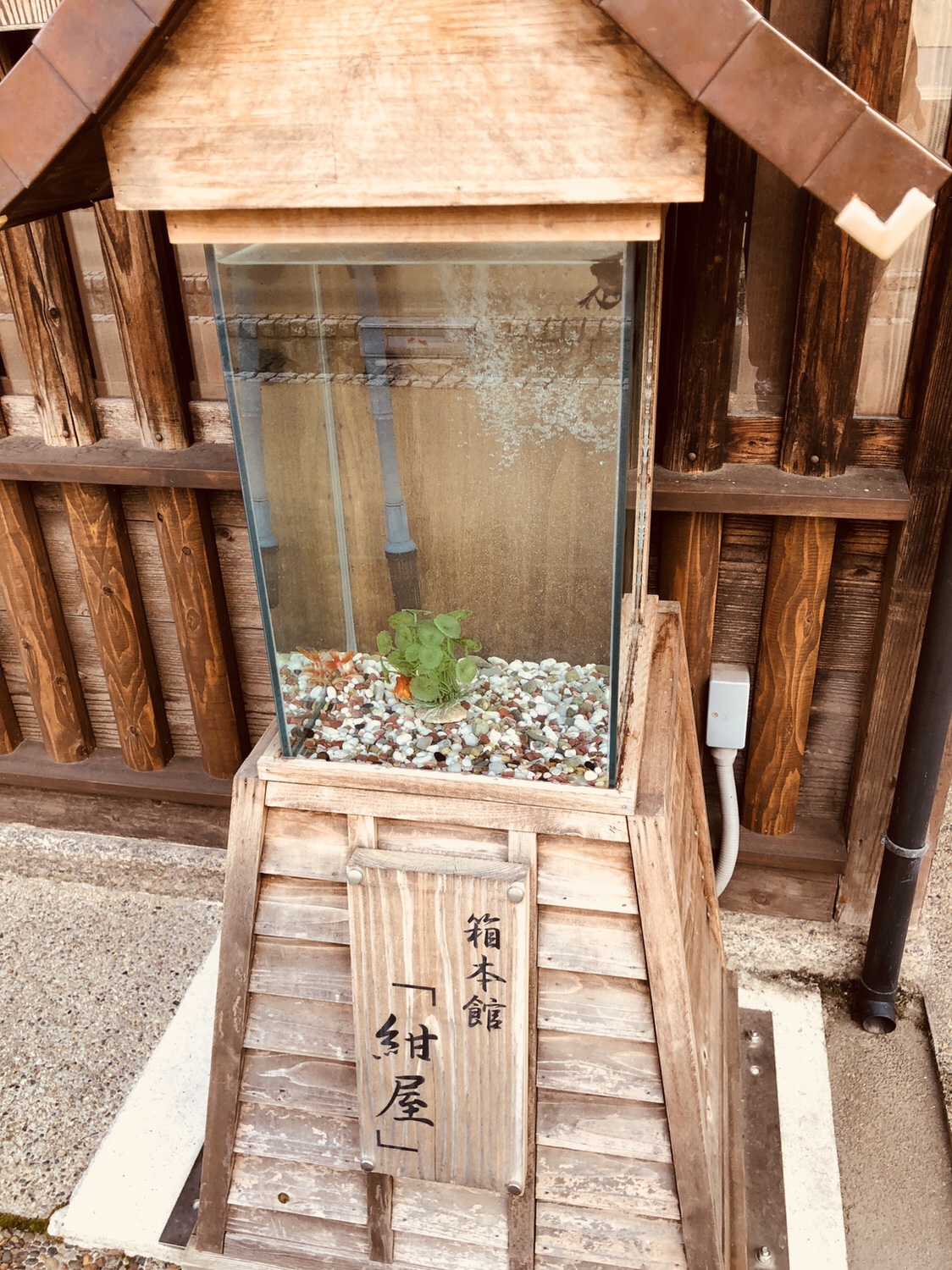 奈良之旅 金魚の町大和郡山の「ねこまど」って知ってる？