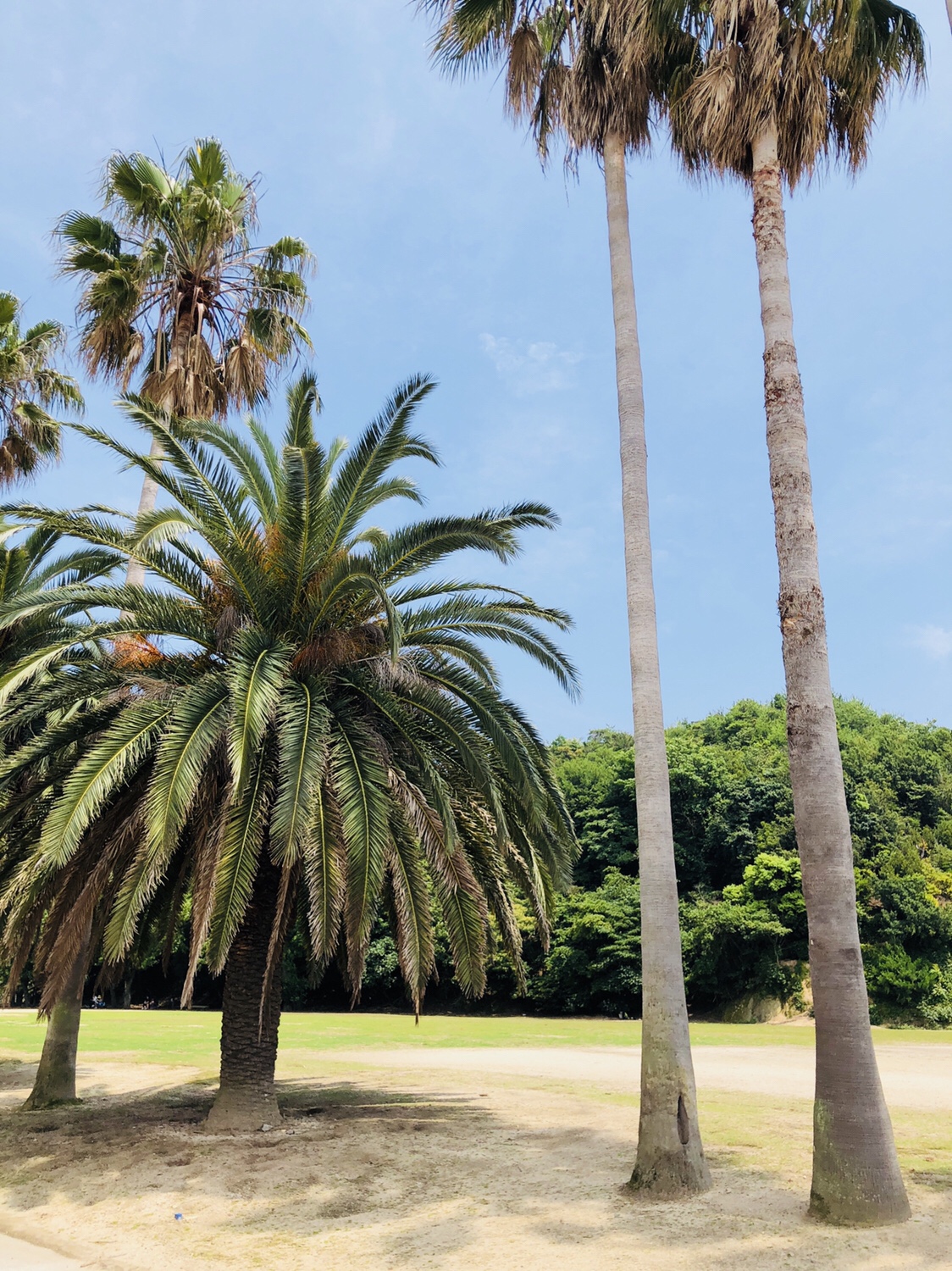 14【うさぎ島】レストランでタコ尽くし