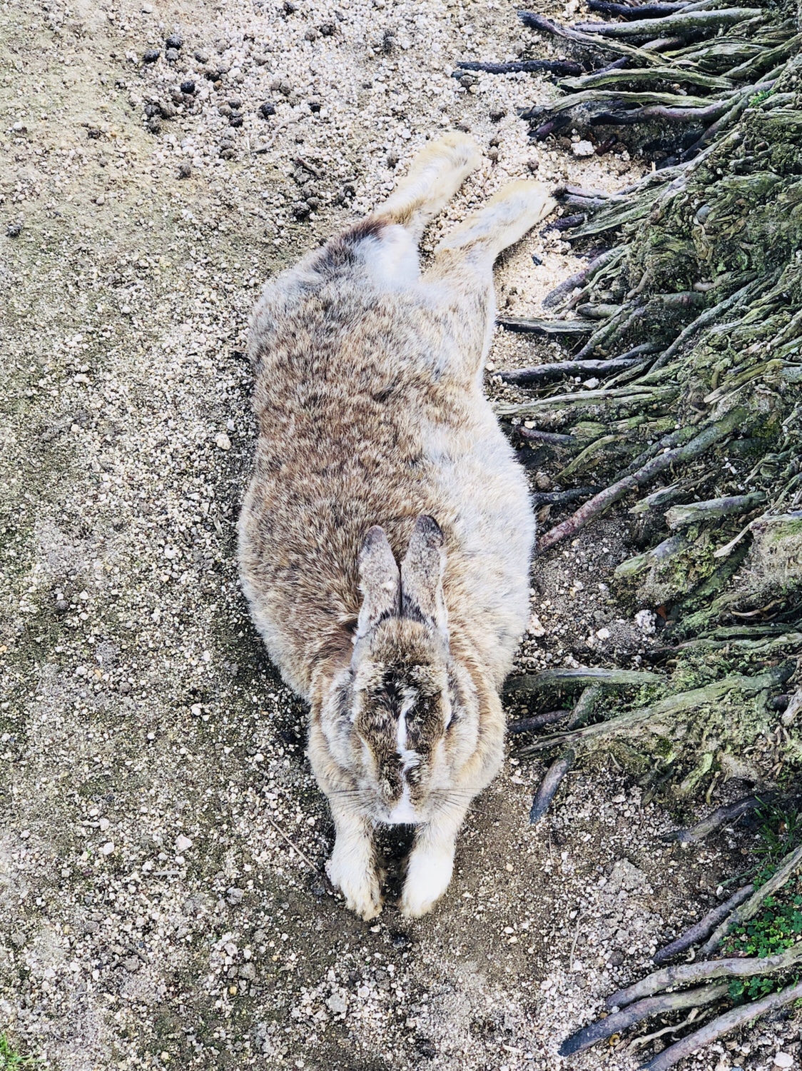 14【うさぎ島】レストランでタコ尽くし
