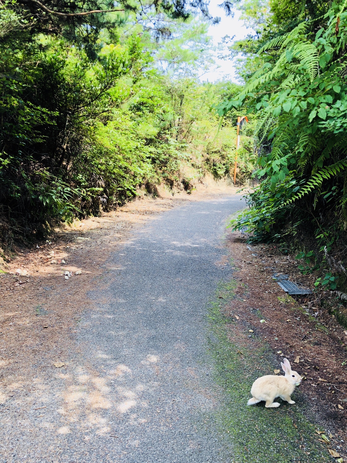 15【うさぎ島】楽しみ方【ビヨーン】