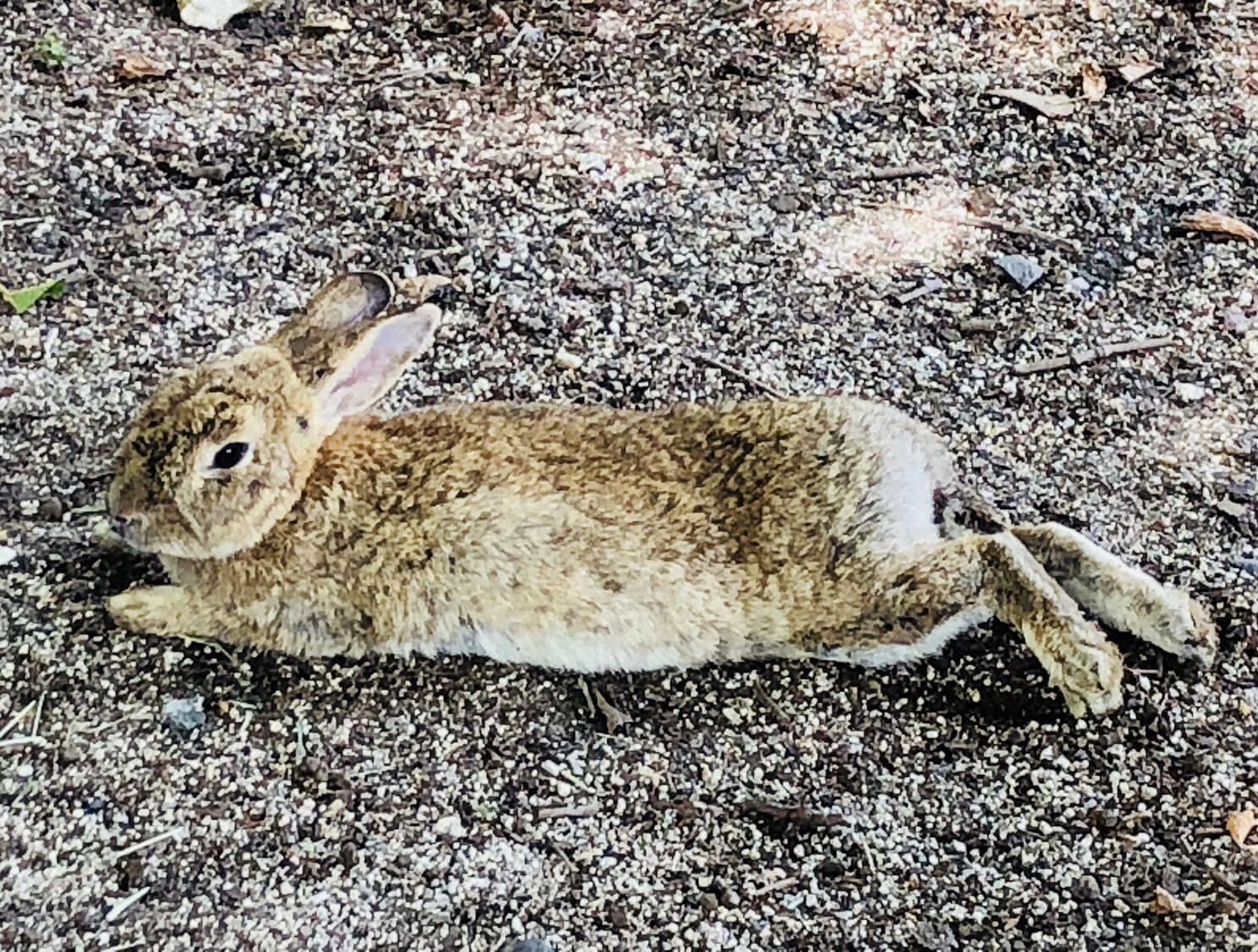 16【うさぎ島】三原への行き方