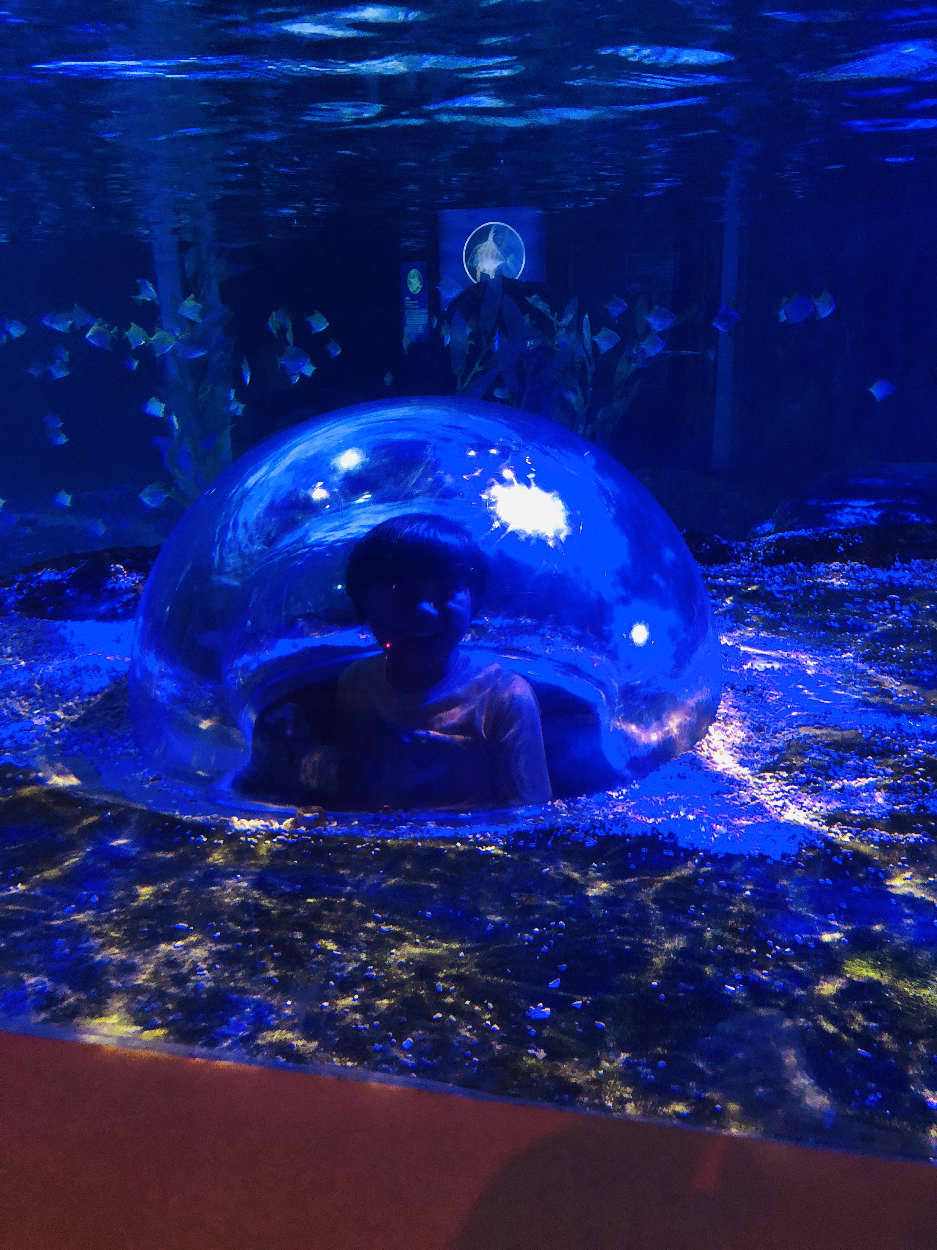 韓国家族四人旅 Ep14【海雲台】水族館シーライフへ！ その前にかき氷🍧