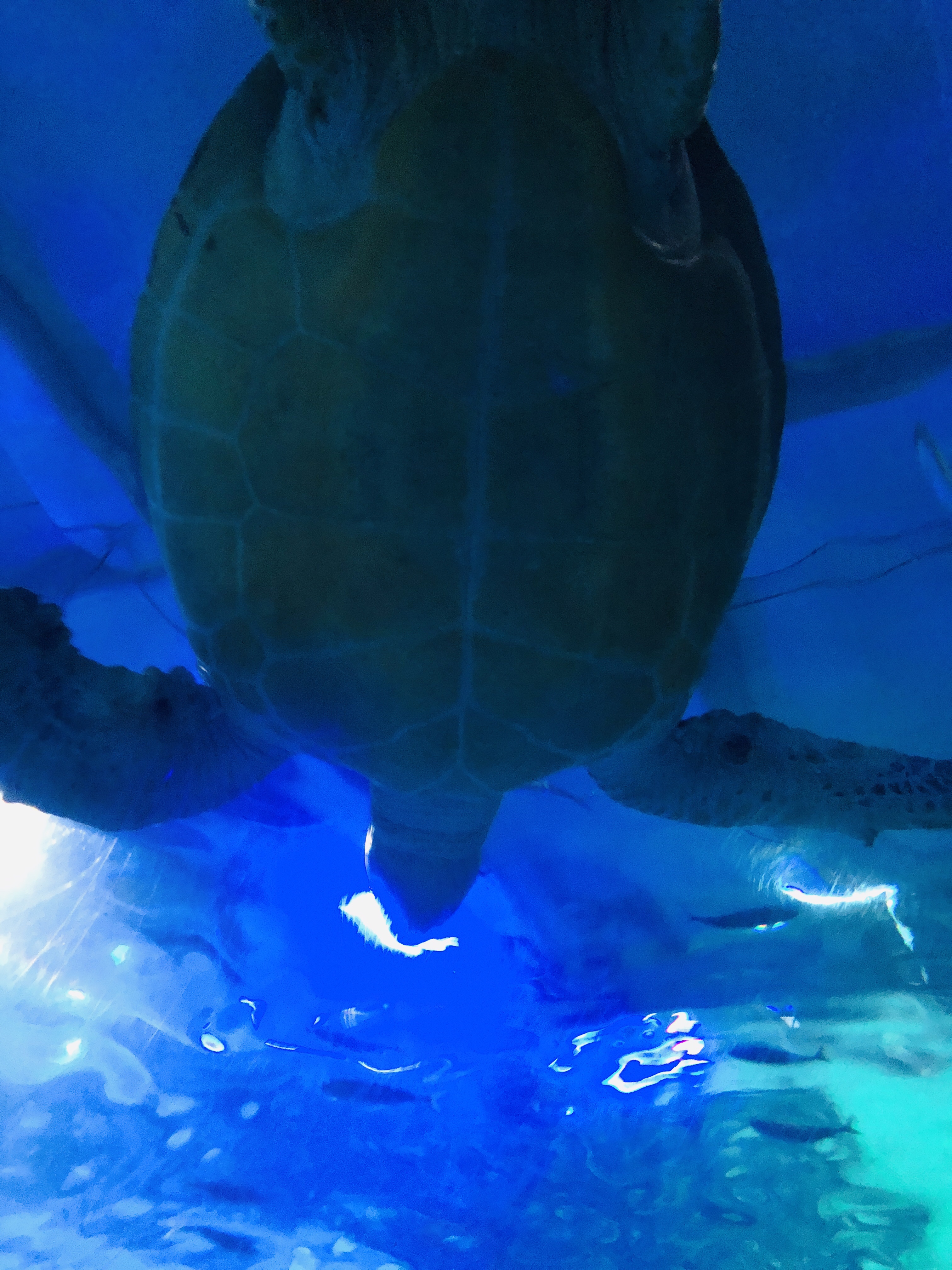 韓国家族四人旅 Ep14【海雲台】水族館シーライフへ！ その前にかき氷🍧