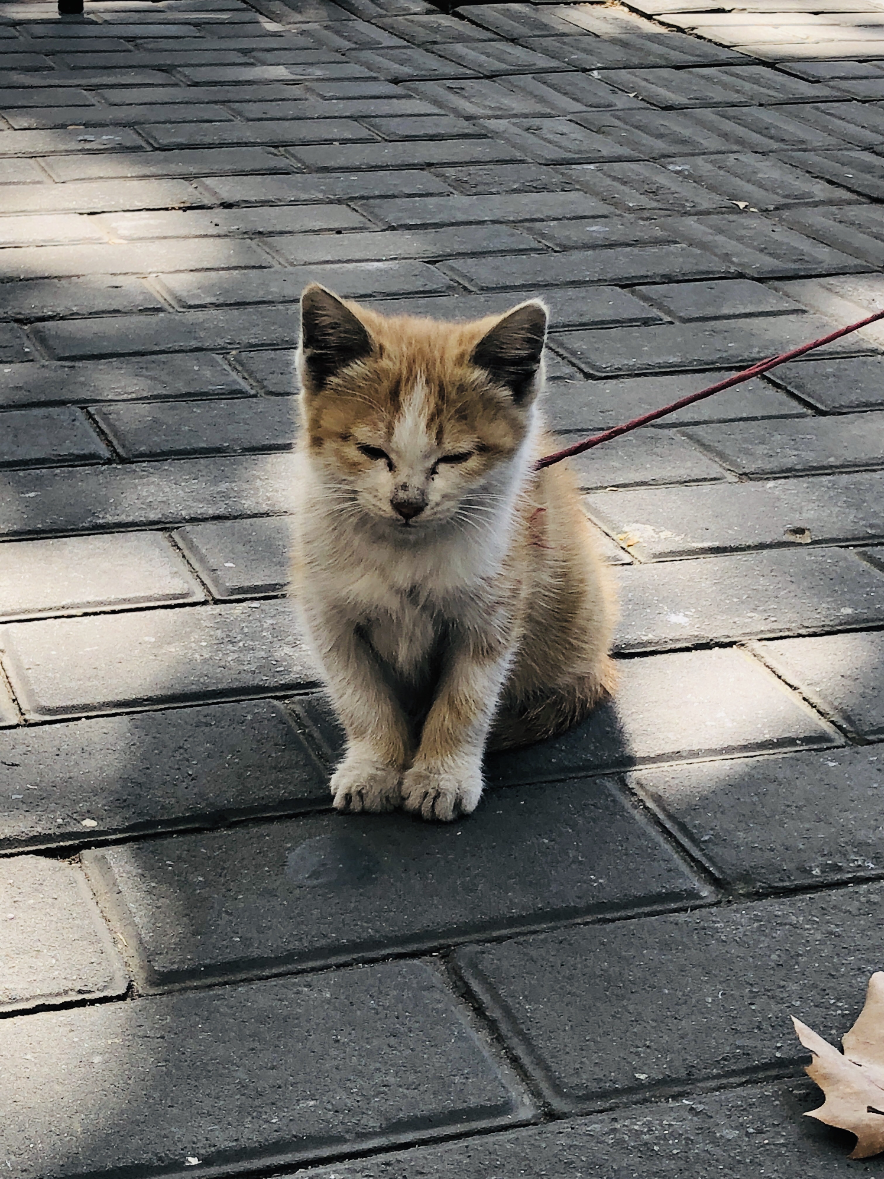 12 映画【カンフーハッスル 】猪籠城寨にそっくりな隆昌公寓の行き方