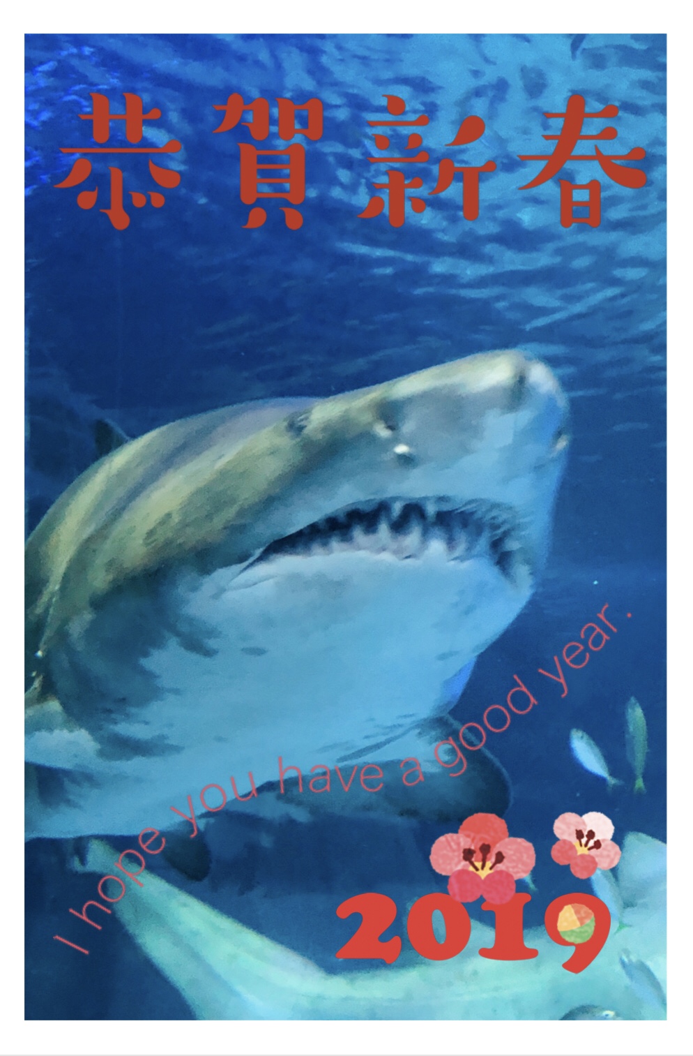 2019 謹賀新年 サメ年