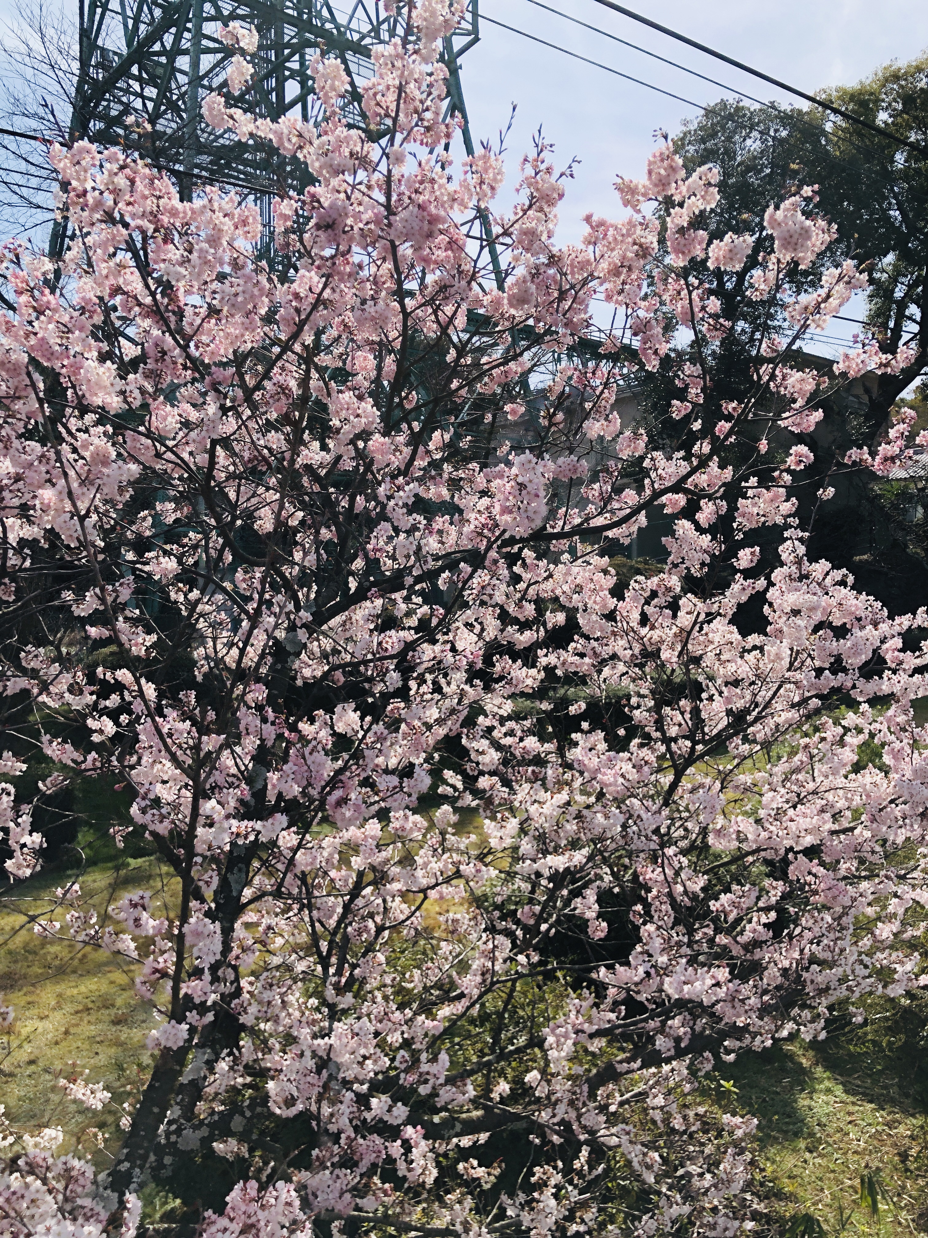 松山旅行 EP10 松山城の行き方と攻め方