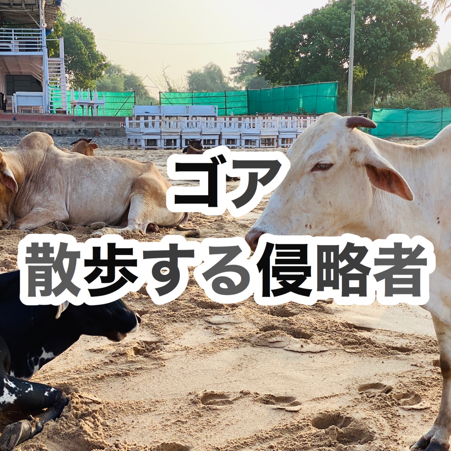 【インド旅行記】EP06 ゴア散歩